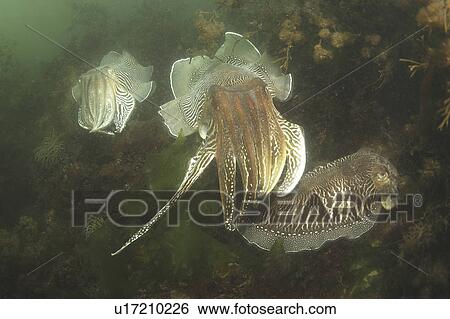 Stock Photograph - Cuttlefishes (Sepia officinalis). Babbacombe, Torquay, South Devon, UK P. Fotosearch
