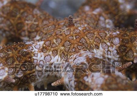 Egyptian starfish (Gomophia egyptiaca), detail of body centre with start of five arms radiating outwards, Red Sea, Egypt. View Large Photo Image Stock Image - Egyptian starfish (Gomophia egyptiaca), detail of body centre with start of five arms radiating outwards, Red Sea, Egypt.. Fotosearch