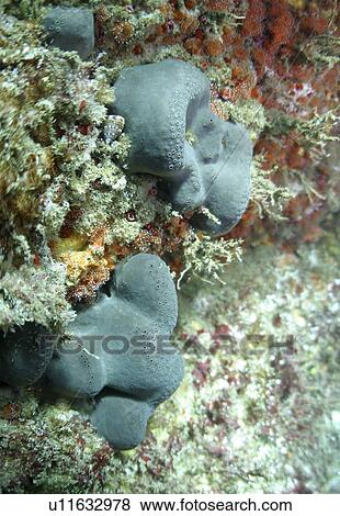 Elephant's hide Sponge (Pachymatisma johnstonia), Sark, British Isles View Large Photo Image Stock Photo - Elephant's hide Sponge (Pachymatisma johnstonia), Sark, British Isles. Fotosearch