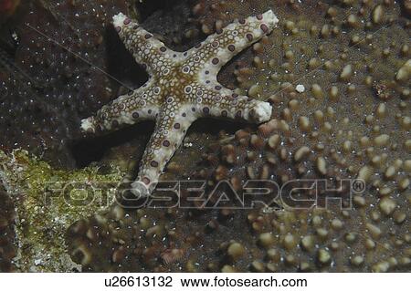 Exotic starfish (Celerina spp. ) Rangiroa, French Polynesia, southern Pacific Ocean. View Large Photo Image Stock Image - Exotic starfish (Celerina spp. ) Rangiroa, French Polynesia, southern Pacific Ocean.. Fotosearch