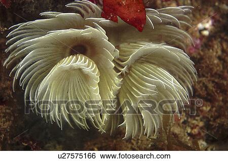 Stock Photograph - Feather Duster Worm (Species unknown) Babbacombe, Torquay, South Devon, UK. Fotosearch