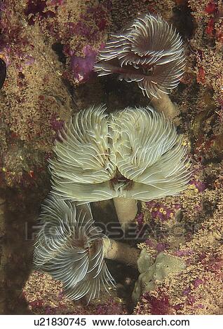 Stock Photography - Feather Duster Worm (Species unknown) Babbacombe, Torquay, South Devon, UK. Fotosearch