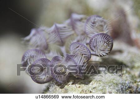 Stock Photo - Feather Starfish (Lamprometra spp. ) pale purple single animal with tentacles curled inwards, Red Sea, Egypt. . Fotosearch
