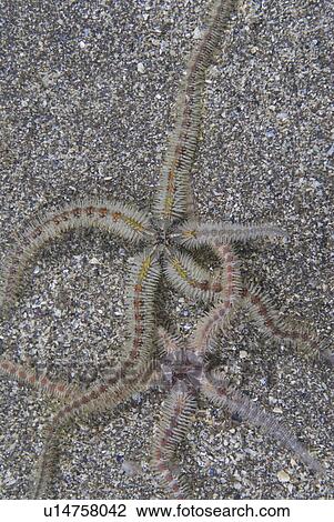 Fragile Brittlestar (Ophiothrix fragilis), detail of two individuals moving over sandy seabed, St Abbs, Scotland, UK North Sea View Large Photo Image Stock Image - Fragile Brittlestar (Ophiothrix fragilis), detail of two individuals moving over sandy seabed, St Abbs, Scotland, UK North Sea. Fotosearch
