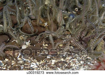 Fragile Brittlestar (Ophiothrix fragilis), detail of many individuals with arms raised on gravel seabed, St Abbs, Scotland, UK North Sea View Large Photo Image Stock Image - Fragile Brittlestar (Ophiothrix fragilis), detail of many individuals with arms raised on gravel seabed, St Abbs, Scotland, UK North Sea. Fotosearch