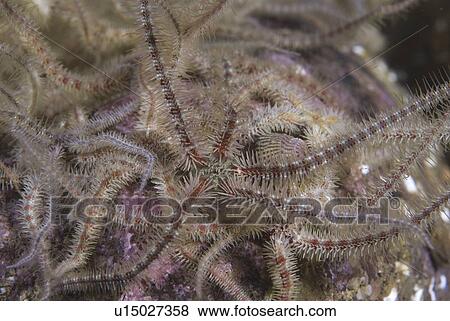 Fragile Brittlestar (Ophiothrix fragilis), detail of many individuals with arms raised on gravel seabed, St Abbs, Scotland, UK North Sea View Large Photo Image Stock Photo - Fragile Brittlestar (Ophiothrix fragilis), detail of many individuals with arms raised on gravel seabed, St Abbs, Scotland, UK North Sea. Fotosearch