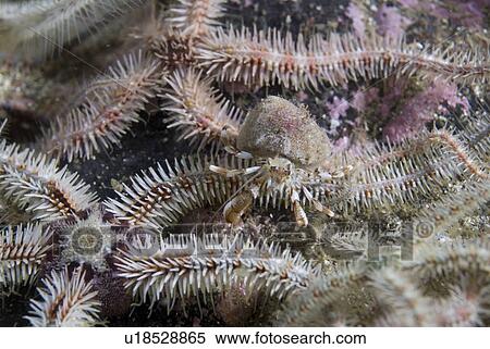 Stock Photography - Fragile Brittlestar (Ophiothrix fragilis), detail of many individuals with arms raised on gravel seabed, St Abbs, Scotland, UK North Sea. Fotosearch