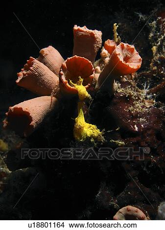 Picture - Hanging by a thread these unidentified species climb up the corals above for shelter. Cabilao island. Philippines. Taken 2007. Fotosearch