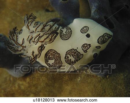 Leopard Sea Slug (Jorunna funebris) Clinging to the reef. Sabang. Philippines. Taken 2007 View Large Photo Image Stock Image - Leopard Sea Slug (Jorunna funebris) Clinging to the reef. Sabang. Philippines. Taken 2007. Fotosearch