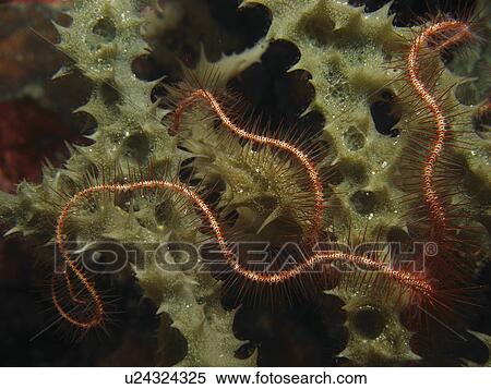 Long-Spined Brittle Star (Ophiothrix Savignyi) hiding in the soft sponges. Boracay. The Philippines. Taken 2007 View Large Photo Image Stock Photography - Long-Spined Brittle Star (Ophiothrix Savignyi) hiding in the soft sponges. Boracay. The Philippines. Taken 2007. Fotosearch