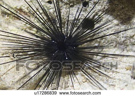 Long-spined Sea Urchin (Diadema setosum), single sea urchin woth black radiating spines on light background, Red Sea, Egypt. View Large Photo Image Stock Photo - Long-spined Sea Urchin (Diadema setosum), single sea urchin woth black radiating spines on light background, Red Sea, Egypt.. Fotosearch