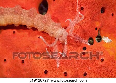 Stock Photo - Marine invertebrate, Red Sea.. Fotosearch