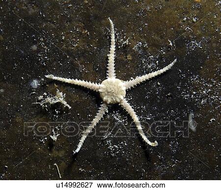 Stock Photo -  Muddy Brittlestar (Ophiura albida), delicate pale five-armed starfish on dark background, St Abbs, Scotland, UK North Sea. Fotosearch