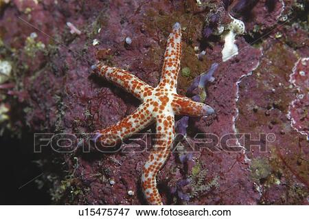 Stock Photo - Multicoloured Sea Star ( Linkia multiflora), red and cream starfish resting on purple coral, Rangiroa, French Polynesia, Southern Pacific Ocean.. Fotosearch
