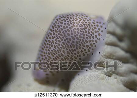Ovula snail (Calpurnis verrusocasus), spotted mantle clearly shown on this snail shell, Red Sea, Egypt. View Large Photo Image Stock Image - Ovula snail (Calpurnis verrusocasus), spotted mantle clearly shown on this snail shell, Red Sea, Egypt. . Fotosearch