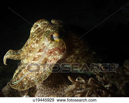Stock Photo - Pharao Cuttlefish (Sepia pharaonis) waving.. Malapascua. Philippines.. Fotosearch