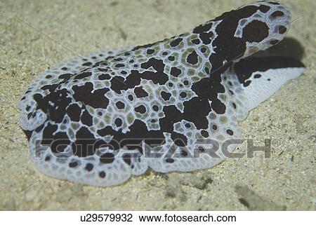 (Pleurobranchus grandis), large nudibranch type snail with dark and light mottled markings on sandy seabed, Red Sea, Egypt. View Large Photo Image Stock Image - (Pleurobranchus grandis), large nudibranch type snail with dark and light mottled markings on sandy seabed, Red Sea, Egypt.. Fotosearch