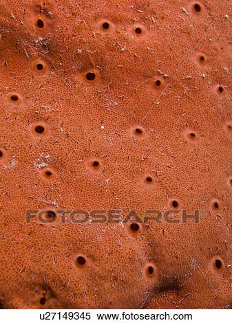 Stock Photography - Red boring sponge (Pione cf. vasstifica). Ras Mohamed National Park, Red Sea; Egypt.. Fotosearch