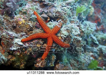 Red starfish. Spanish Mediterranean. View Large Photo Image Stock Photo - Red starfish. Spanish Mediterranean.. Fotosearch