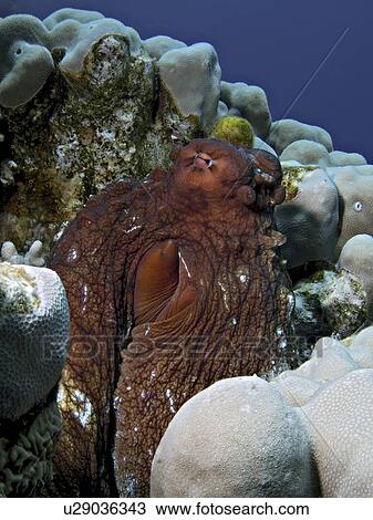 Stock Image - Reef octopus (Octopus cyaneus). Sha'ab CanoÎ, Sharm El Sheikh, South Sinai, Red Sea, Egypt.. Fotosearch