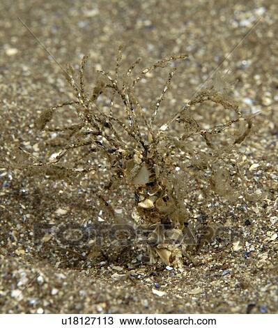Stock Image - Sand Mason Worm (Lanice conchilega), typical structure of tiny hairs covered in grains of sand only 3cm high, Burnmouth, Scotland, UK North Sea. Fotosearch