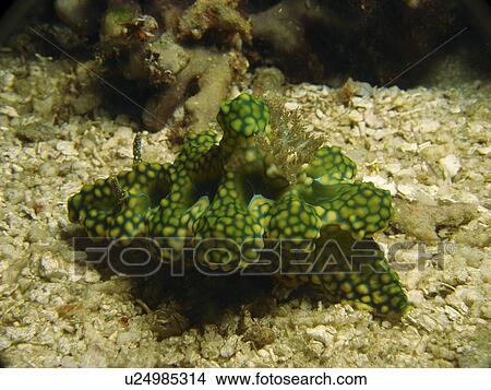 Sea slug (Ceratosoma miamirana) in the open sandy bottom. Panglao Island, Phillipines View Large Photo Image Picture - Sea slug (Ceratosoma miamirana) in the open sandy bottom. Panglao Island, Phillipines. Fotosearch