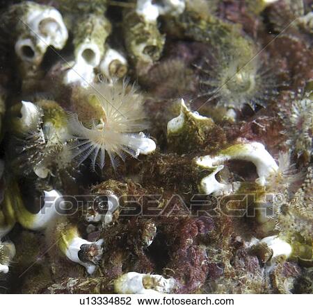 Small Tube Worm (Pomatocerous triqueter), group of tiny colourful individuals on rocky substrate, St Abbs, Scotland, UK North Sea View Large Photo Image Stock Image - Small Tube Worm (Pomatocerous triqueter), group of tiny colourful individuals on rocky substrate, St Abbs, Scotland, UK North Sea. Fotosearch