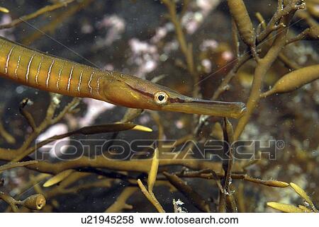 Snake Pipefish (Entelurus aequorus) hiding amongst Hlaydris Sea Oak, St Abbs, Scotland, UK North Sea View Large Photo Image Stock Photo - Snake Pipefish (Entelurus aequorus) hiding amongst Hlaydris Sea Oak, St Abbs, Scotland, UK North Sea. Fotosearch