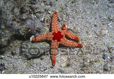 Stock Photo - Star (Franla manilis) rare form with extra leg. Seychelles.. Fotosearch