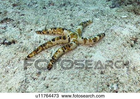 Starfish (Species unknown). Seychelles View Large Photo Image Stock Image - Starfish (Species unknown). Seychelles. Fotosearch