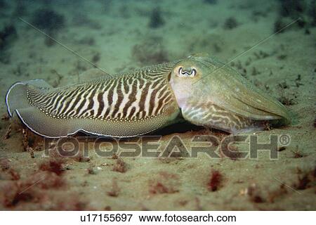 Stripy Cuttlefish on sandy sea bed Sepia officinalis, Jersey, British Isles View Large Photo Image Stock Photo - Stripy Cuttlefish on sandy sea bed Sepia officinalis, Jersey, British Isles. Fotosearch