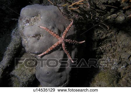 Thorny Sea star (Fromia nodosa ) hanging to the coral out in the open. Red Sea. Egypt View Large Photo Image Stock Photo - Thorny Sea star (Fromia nodosa ) hanging to the coral out in the open. Red Sea. Egypt . Fotosearch