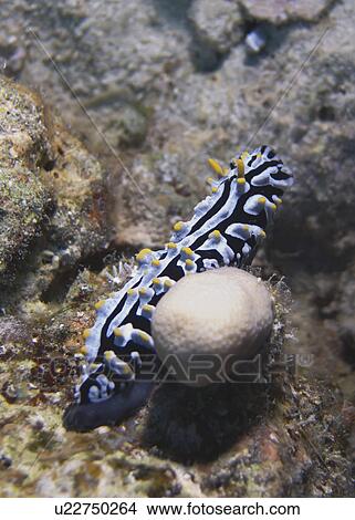 Picture - Varicose wart slug (Phyllidia varicosa). Ras Ghamila, Sharm El Sheikh, South Sinai, Red Sea, Egypt.. Fotosearch