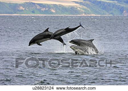 A calf and three adult bottlenose dolphins (Tursiops truncatus) breaching from the water, Moray Firth, Scotland. View Large Photo Image Picture - A calf and three adult bottlenose dolphins (Tursiops truncatus) breaching from the water, Moray Firth, Scotland.. Fotosearch