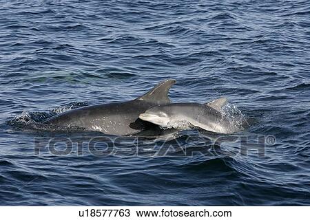 A neonate (newborn) bottle nose calf surfaces beside a research boat next to its mother, Moray Firth, Scotland. View Large Photo Image Stock Image - A neonate (newborn) bottle nose calf surfaces beside a research boat next to its mother, Moray Firth, Scotland.. Fotosearch
