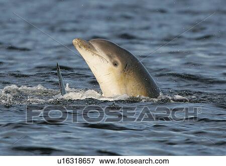 A young Bottlenose Dolphin calf (Tursiops truncatus) spy hops Moray Firth, Scotland. View Large Photo Image Stock Photo - A young Bottlenose Dolphin calf (Tursiops truncatus) spy hops Moray Firth, Scotland.. Fotosearch