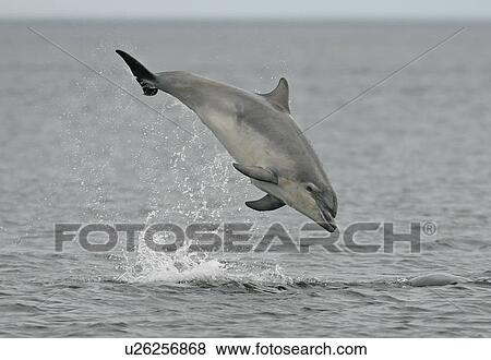 Stock Photo - A young Bottlenose Dolphin (Tursiops truncatus) breaching above surface, Moray Firth, Scotland.. Fotosearch