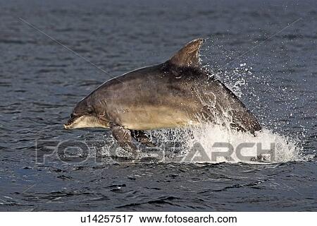 Stock Photo - An adult bottlenose dolphin (Tursiops truncatus) breaching from the water in the early evening showing scarring on dorsal fin and body marks, Moray Firth, Scotland. Fotosearch