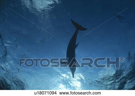 Atlantic Spotted dolphin (Stenella frontalis) underwater, watching a diver from above. Bimini, Bahamas. View Large Photo Image Picture - Atlantic Spotted dolphin (Stenella frontalis) underwater, watching a diver from above. Bimini, Bahamas.. Fotosearch