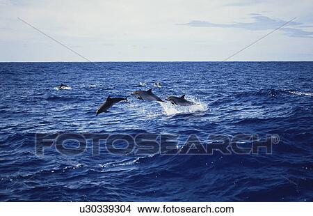Picture - Atlantic Spotted Dolphin (Stenella frontalis) leaping trio Azores. Fotosearch