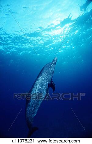 Stock Image - Atlantic spotted dolphin (Stenella frontalis). Fully mature with spotted body. Bahamas.. Fotosearch