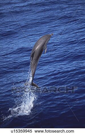 Atlantic Spotted Dolphin (Stenella frontalis) leaping Azores View Large Photo Image Stock Photography - Atlantic Spotted Dolphin (Stenella frontalis) leaping Azores. Fotosearch