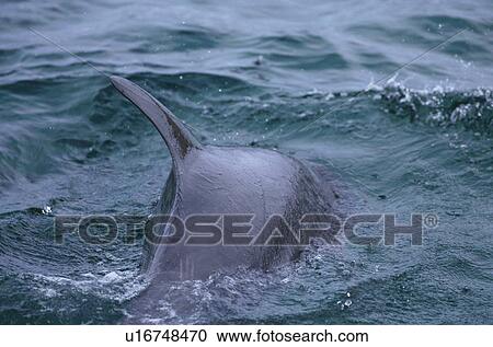 Stock Image - Bottlenose dolphin (Tursiops truncatus). Scotland. Fotosearch