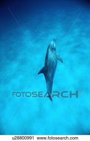 Bottlenose dolphin (Tursiops truncatus). Surfacing after feeding on bottom, Bimini, Bahamas. View Large Photo Image Stock Image - Bottlenose dolphin (Tursiops truncatus). Surfacing after feeding on bottom, Bimini, Bahamas.. Fotosearch