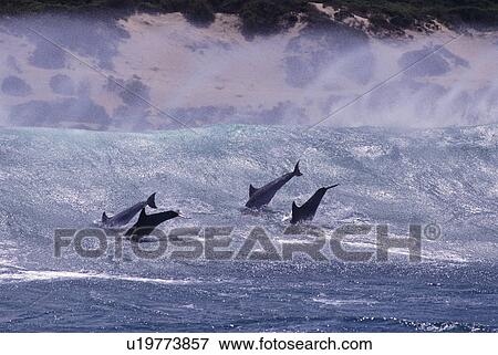 Stock Photo - Bottlenose dolphin (Tursiops truncatus). Group surfing. South Africa.. Fotosearch