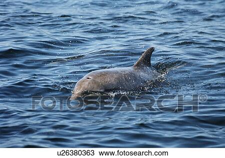 Stock Image - Bottlenose dolphin (Tursiops truncata) that took up resident around an island in the Hebrides for many years with her calf: Starlight and Sparkle. West coast of Scotland, UK. Fotosearch