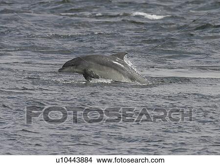 Picture - Bottlenose dolphin (Tursiops truncatus truncatus) leaping at speed with most of its body clear of the water. Moray Firth, Scotland. Fotosearch
