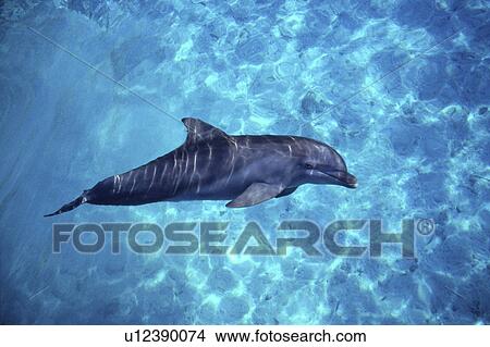 Bottlenose dolphin (Tursiops truncatus) in captivity. Bahamas. View Large Photo Image Picture - Bottlenose dolphin (Tursiops truncatus) in captivity. Bahamas.. Fotosearch