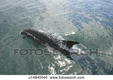 Bottlenose Dolphin (Tursiops truncatus) Cardigan Bay, Wales, UK View Large Photo Image Picture - Bottlenose Dolphin (Tursiops truncatus) Cardigan Bay, Wales, UK. Fotosearch