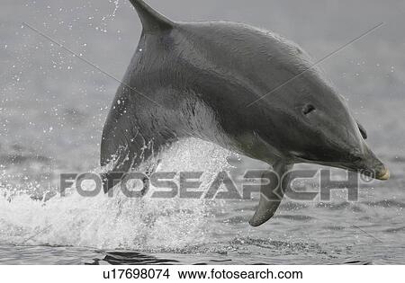 Bottlenose dolphin (Tursiops truncatus truncatus) leaping clear of the surface, full frame, with blow hole clearly visible. Moray Firth, Scotland View Large Photo Image Picture - Bottlenose dolphin (Tursiops truncatus truncatus) leaping clear of the surface, full frame, with blow hole clearly visible. Moray Firth, Scotland. Fotosearch